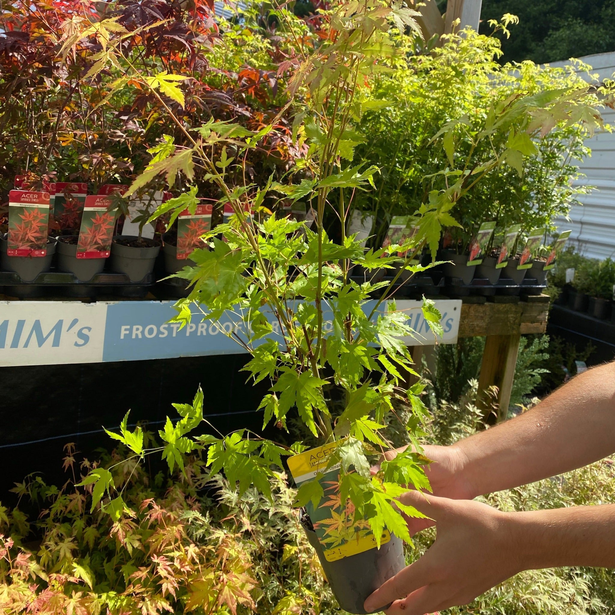 Acer palmatum 'Orange Dream'