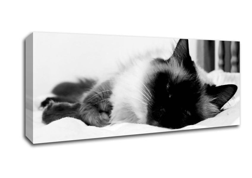 Its A Cats Life B n W Canvas Wall Art - Zestio