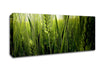 Life Below The Reeds Canvas Wall Art - Zestio