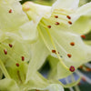 Dwarf Rhododendron 'Shamrock' 2L