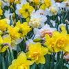 Daffodil Tall Mixed (20 Bulbs)