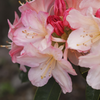 Rhododendron 'Percy Wiseman' 3L