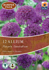Allium 'Purple Sensation' (10 Bulbs)
