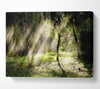 Mid Day Sun Through The Trees Canvas Wall Art - Zestio