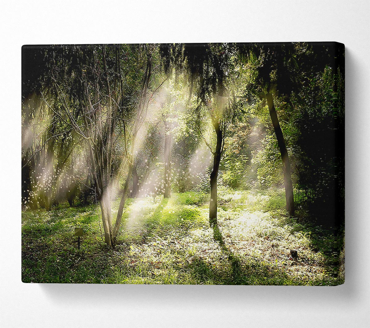 Mid Day Sun Through The Trees Canvas Wall Art - Zestio