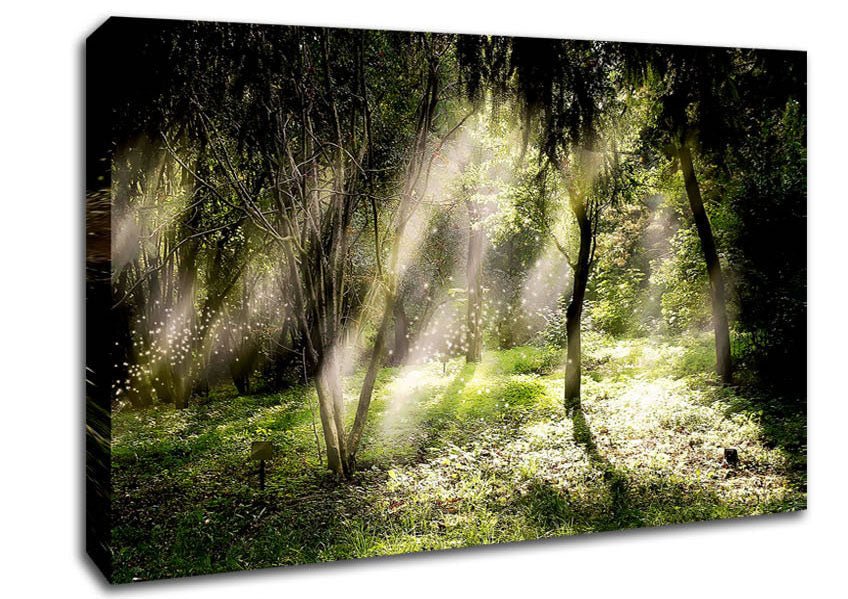 Mid Day Sun Through The Trees Canvas Wall Art - Zestio