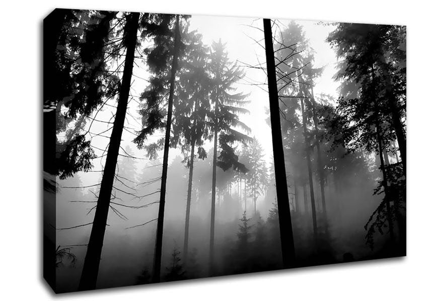 Mist Of The Woodland B n W Canvas Wall Art - Zestio