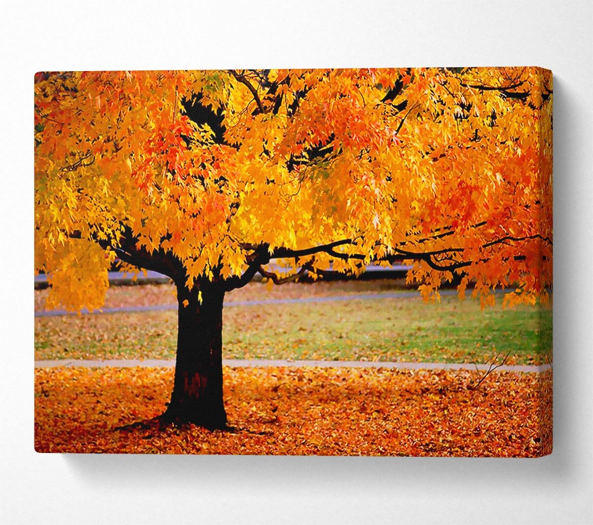 Orange Autumn Tree Canvas Wall Art - Zestio