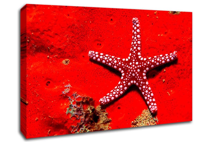 Red Starfish Canvas Wall Art - Zestio