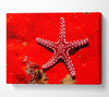Red Starfish Canvas Wall Art - Zestio