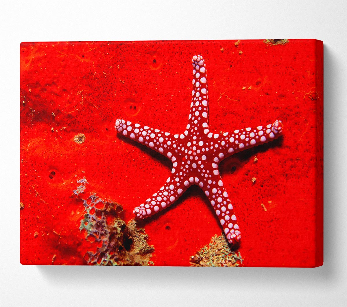 Red Starfish Canvas Wall Art - Zestio