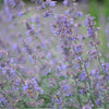 Nepeta Six Hills Giant 9cm