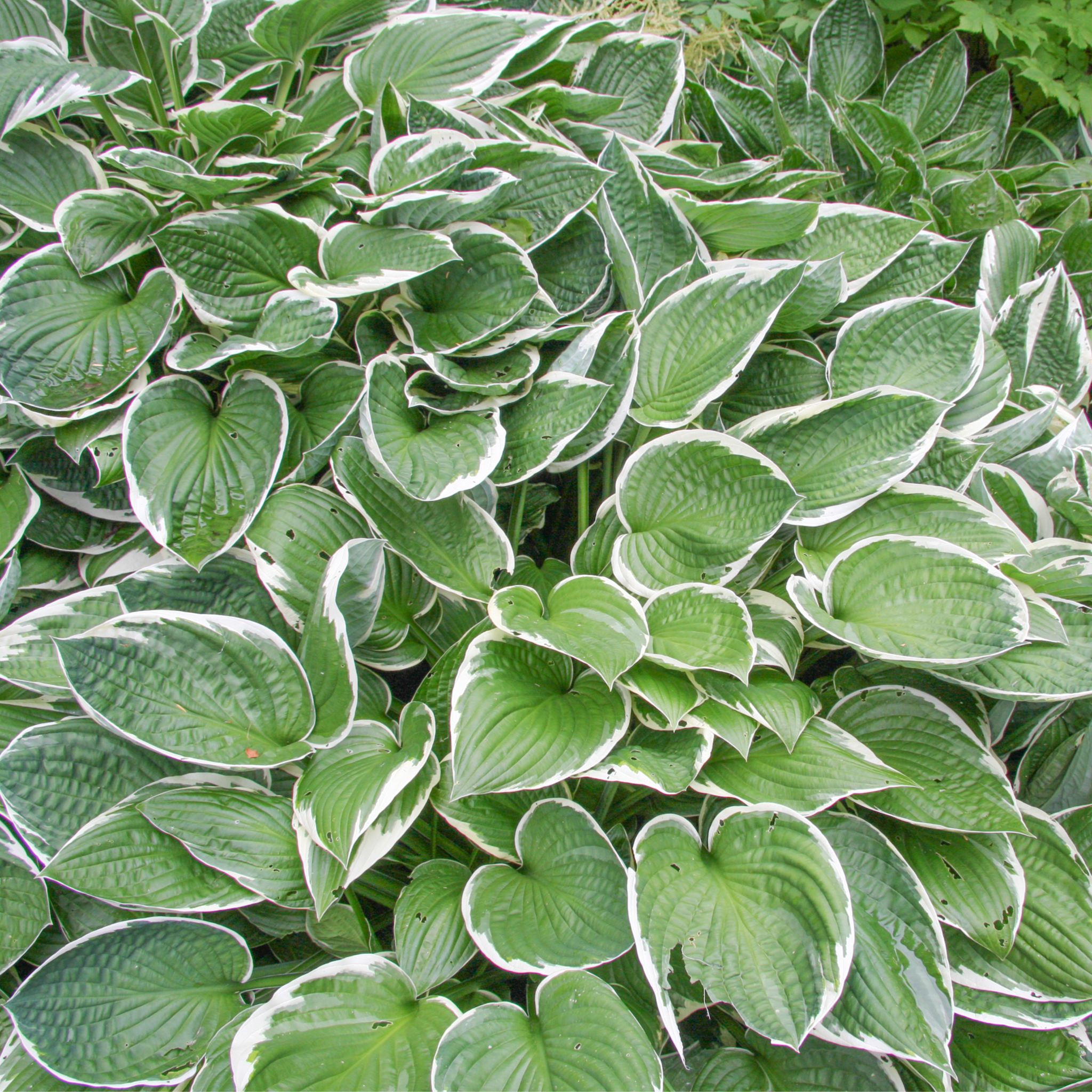 Hosta 'Francee' (fortunei) 9cm/2L