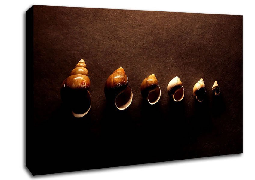 Snail Shells Canvas Wall Art - Zestio