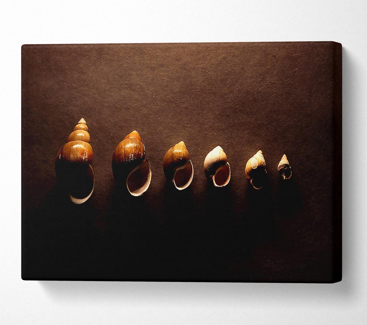 Snail Shells Canvas Wall Art - Zestio