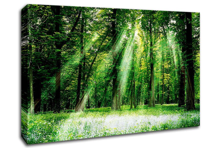 Sunbeams From Heaven Canvas Wall Art - Zestio