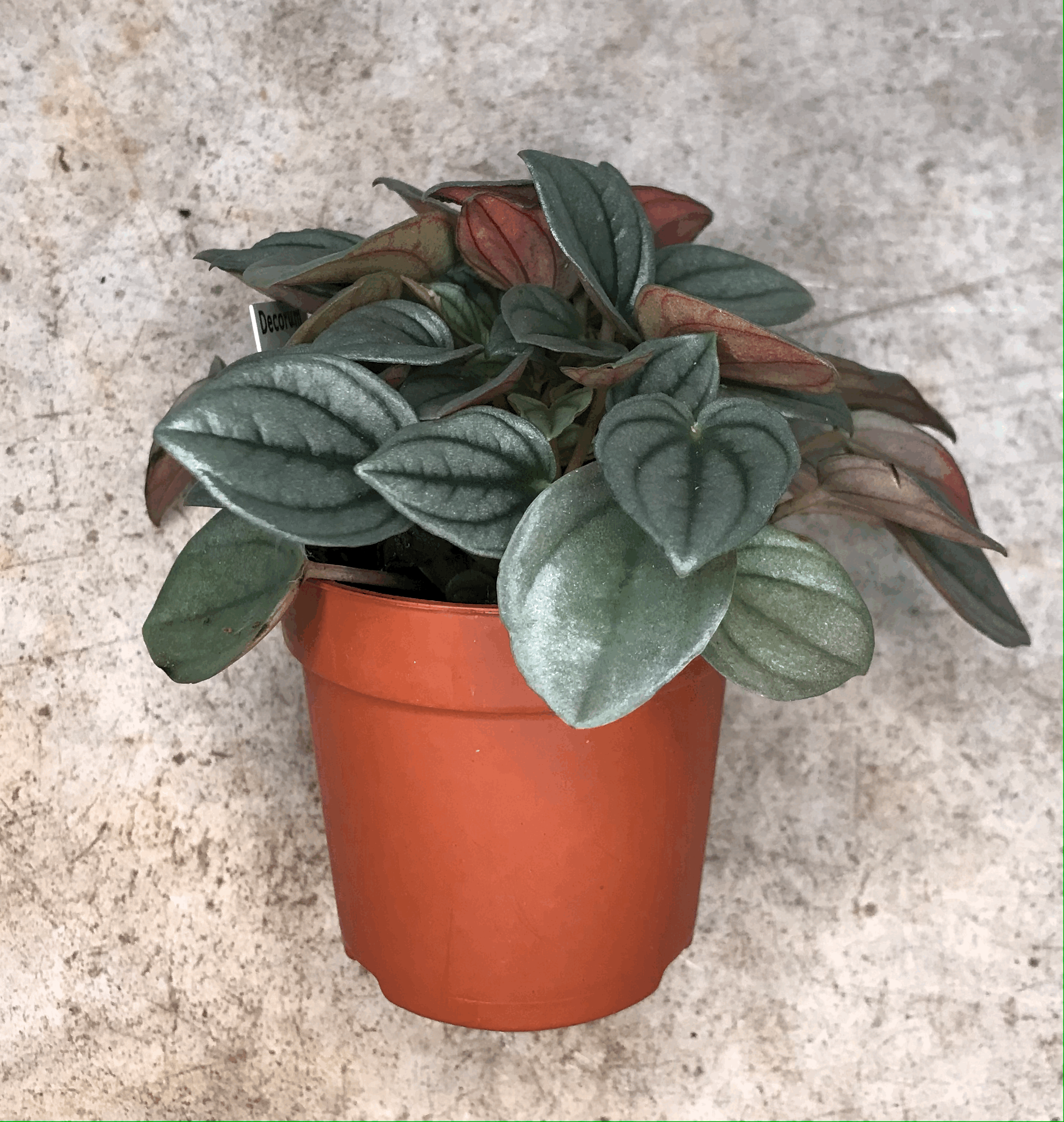 Peperomia 'Napoli nights' (Radiator Plant)