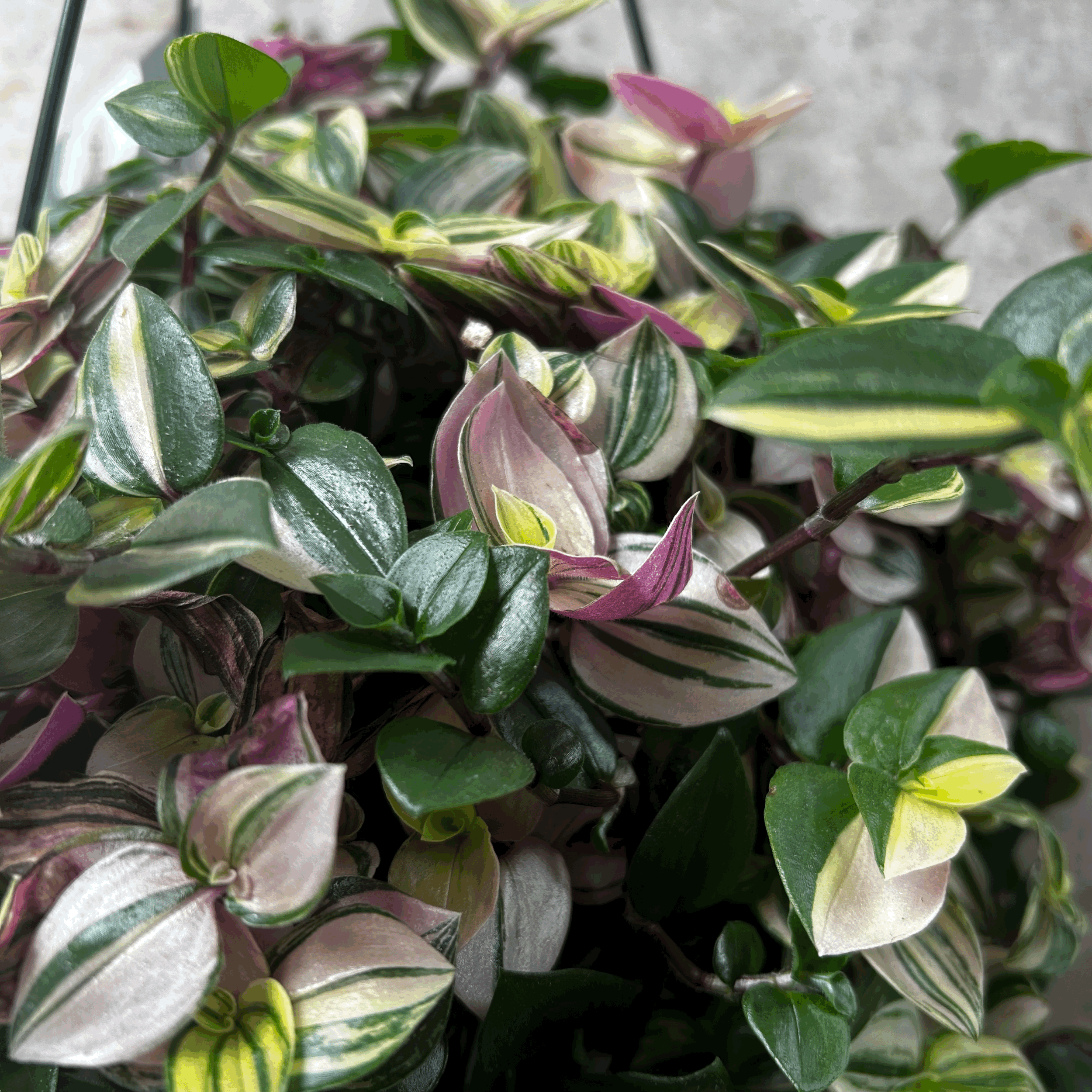 Tradescantia flumensis 'quadricolor' (Wandering dude/ Inch plant) in hanging pot