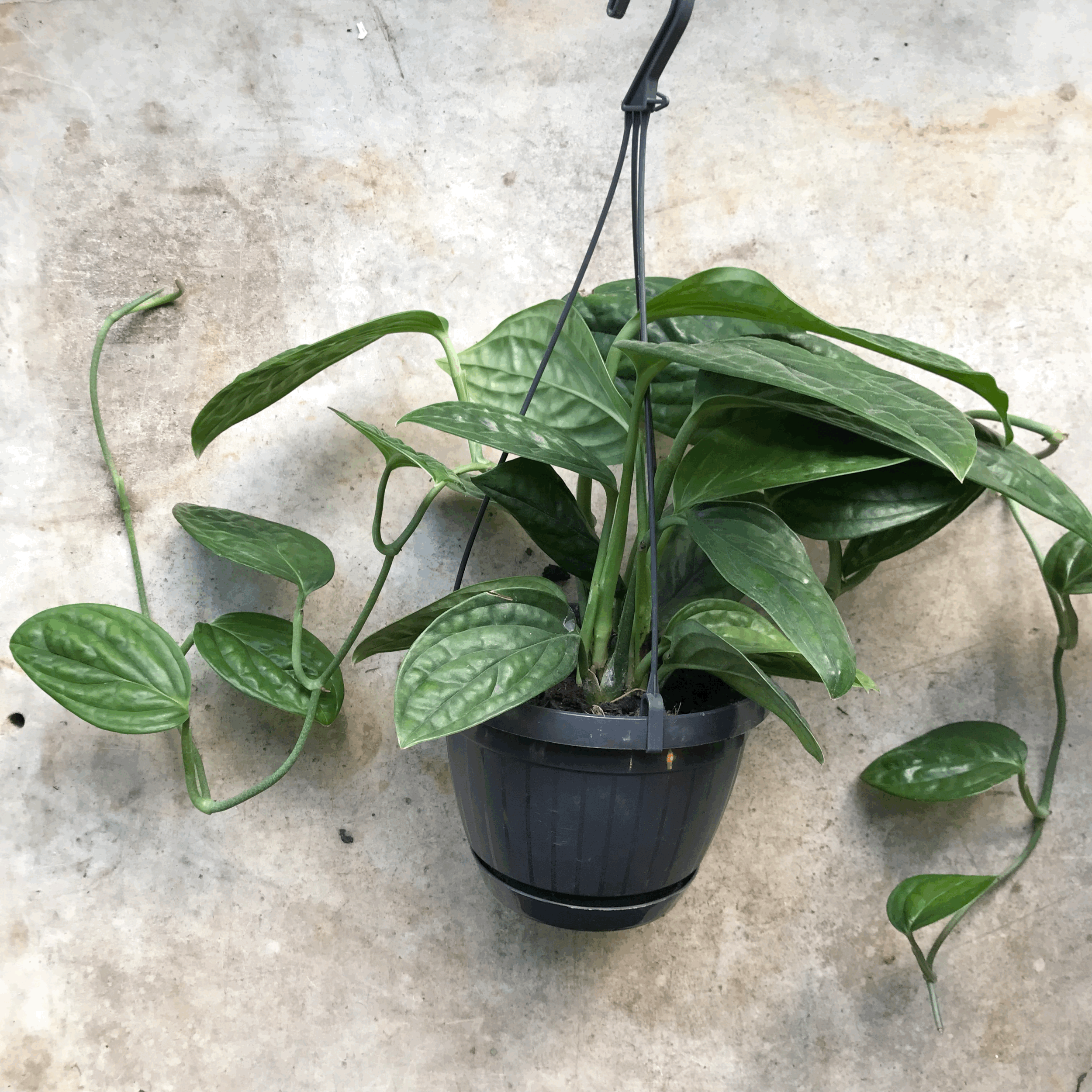 Monstera karstenianum (Monstera Peru)