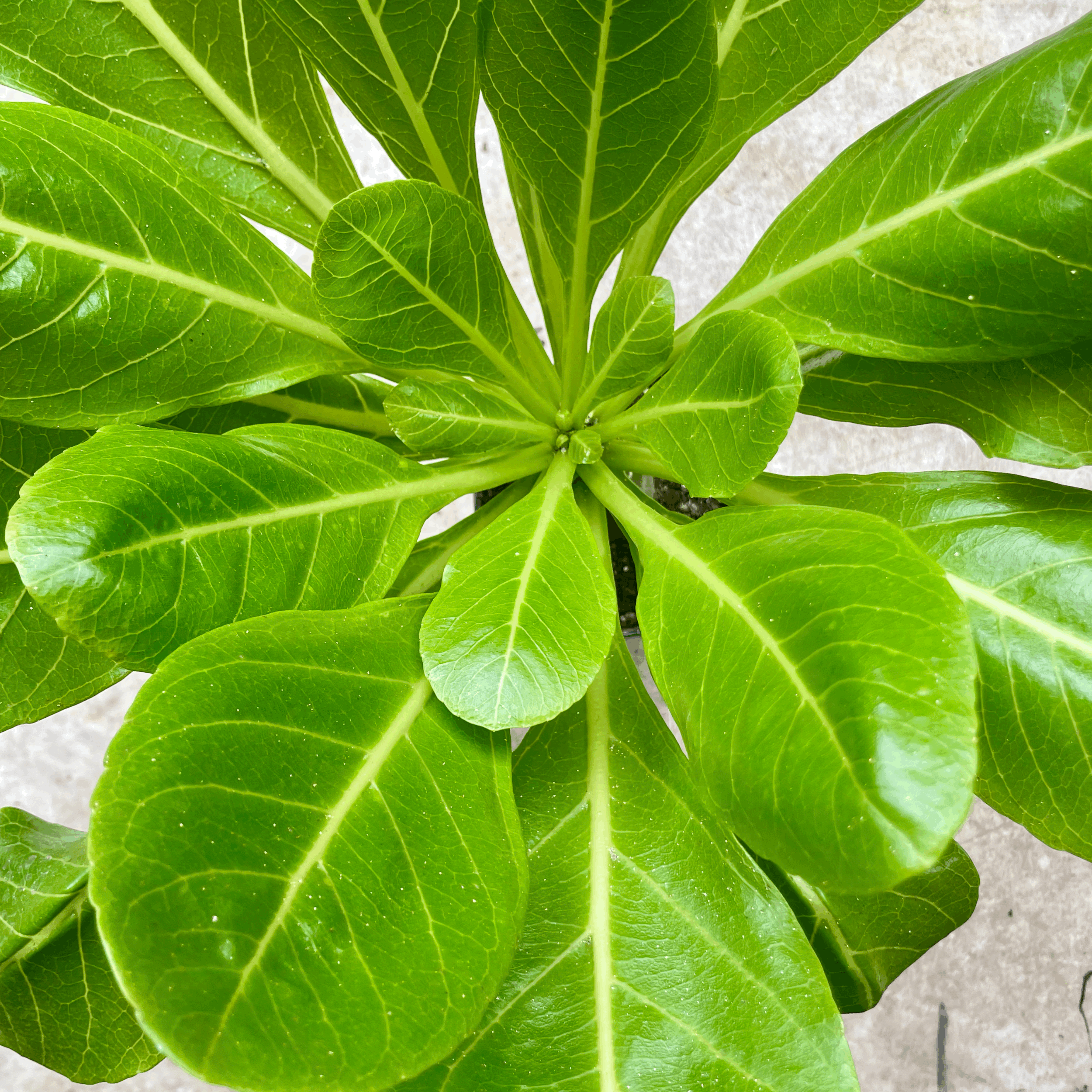 Brighamia insignis (Hawaiian palm)