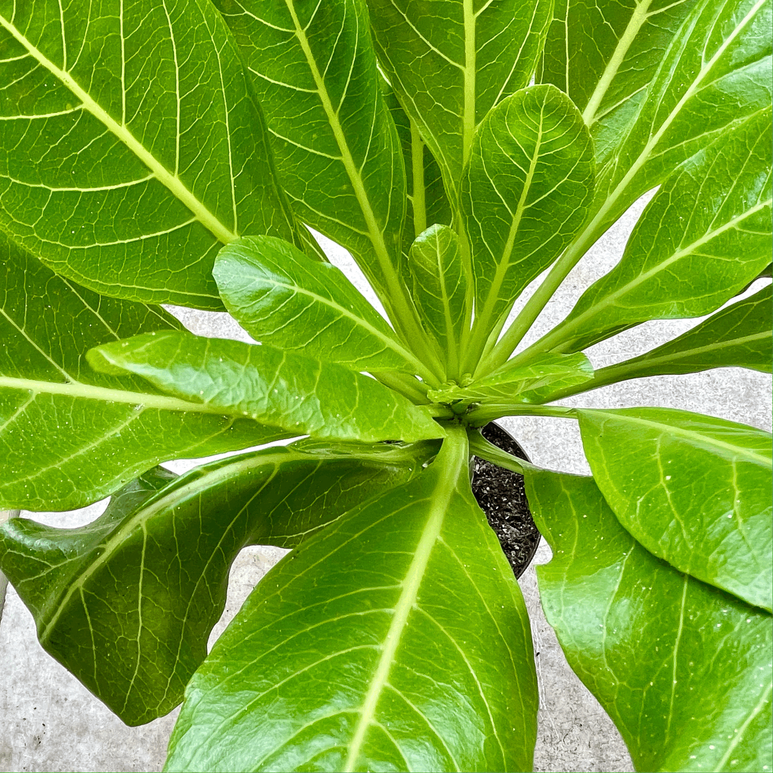 Brighamia insignis (Hawaiian palm)