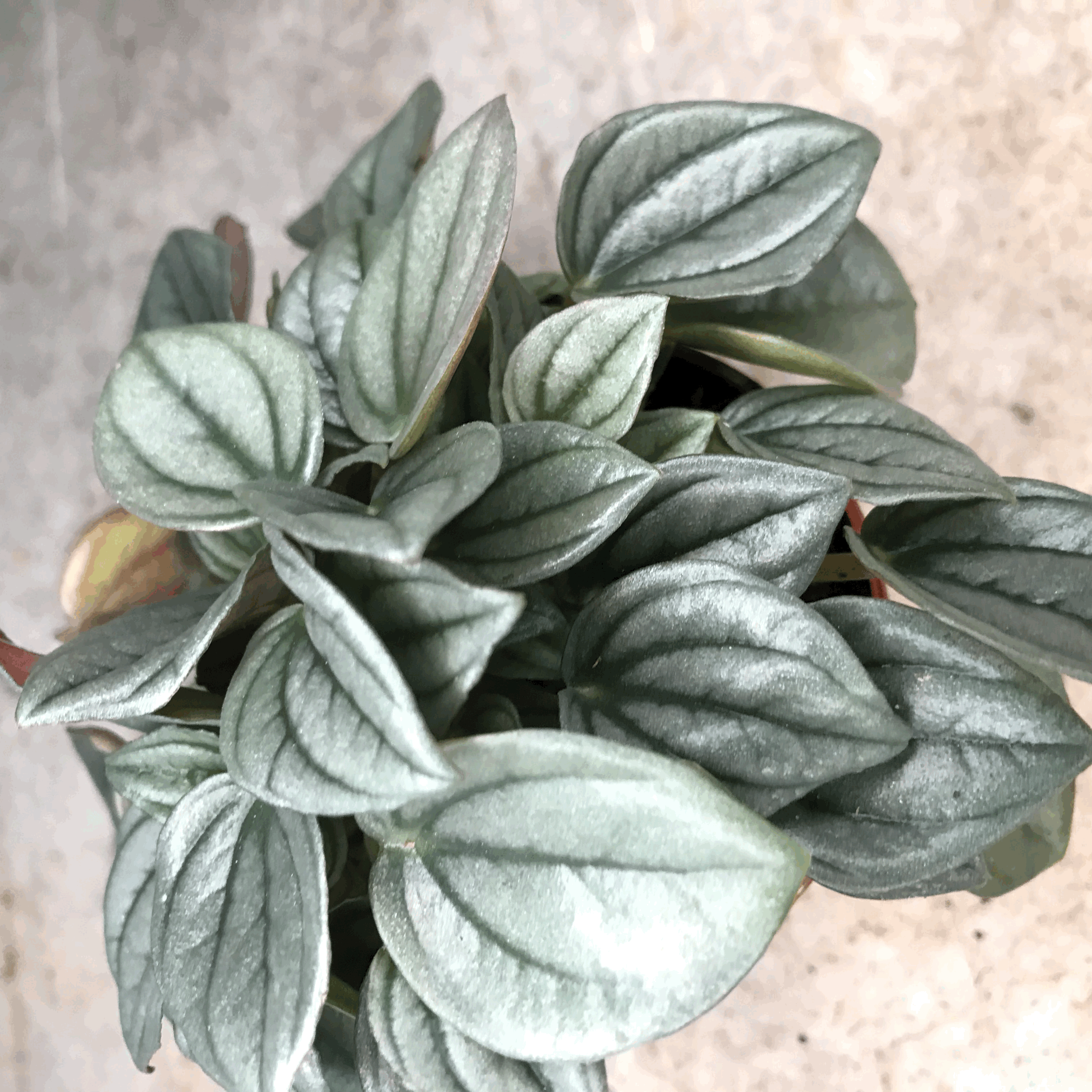 Peperomia 'Napoli nights' (Radiator Plant)
