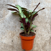 Ctenanthe burle-marxii 'Amagris' (Never Never Plant)