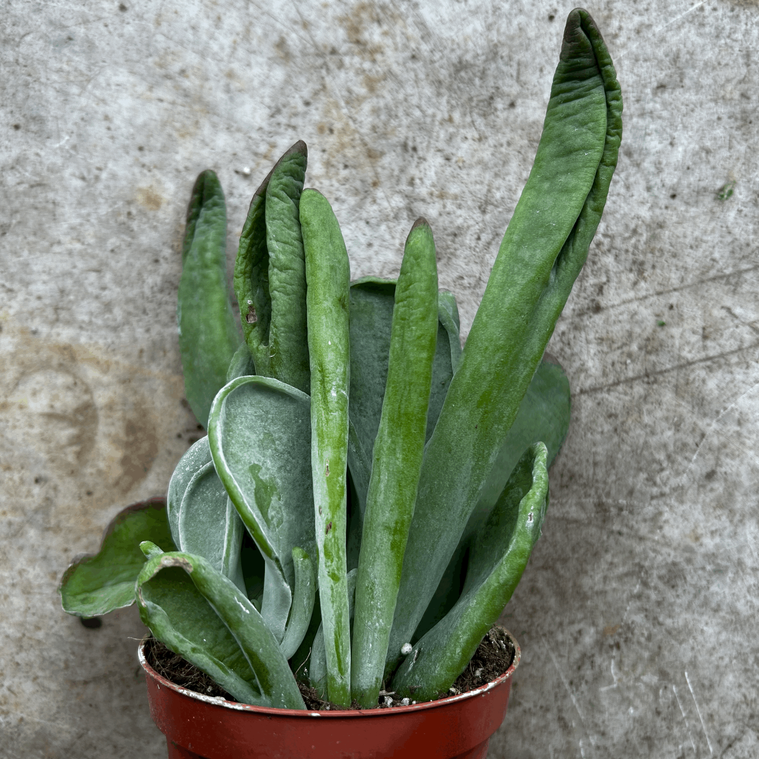 Kalanchoe luciae 'Oricula' (Paddle Plant)