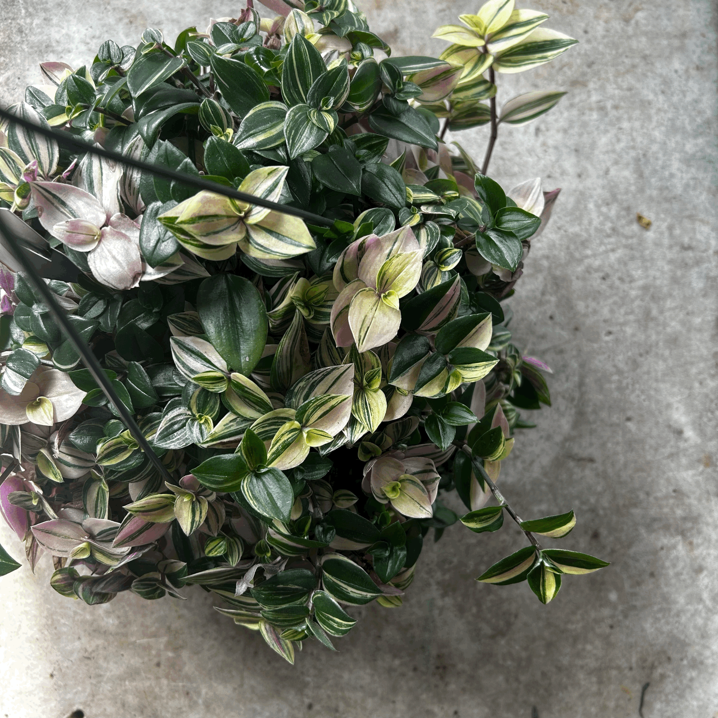 Tradescantia flumensis 'quadricolor' (Wandering dude/ Inch plant) in hanging pot