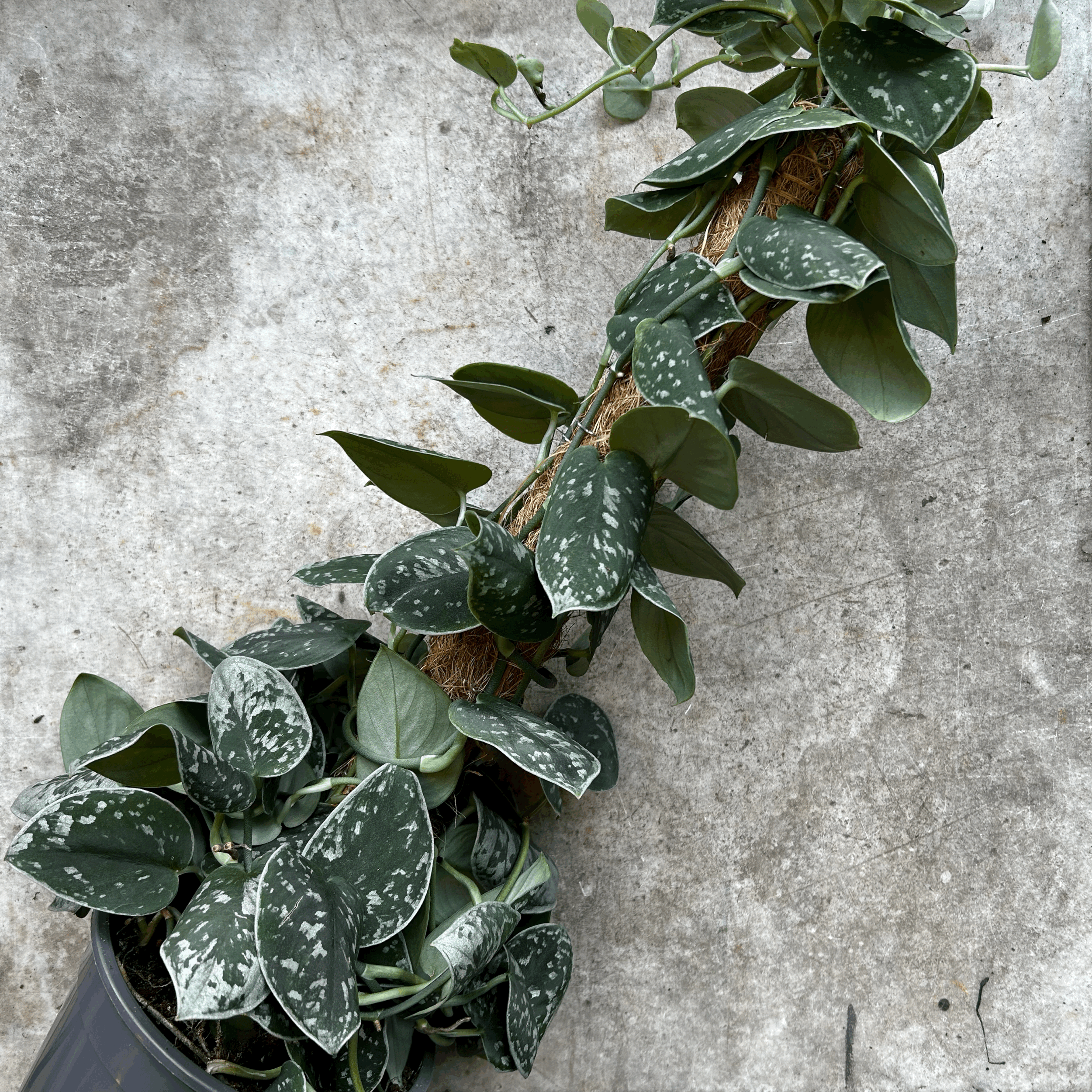 Scindapsus pictus 'Argyraeus' (Satin Pothos) Various sizes