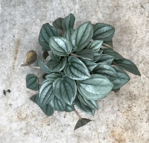 Peperomia 'Napoli nights' (Radiator Plant)