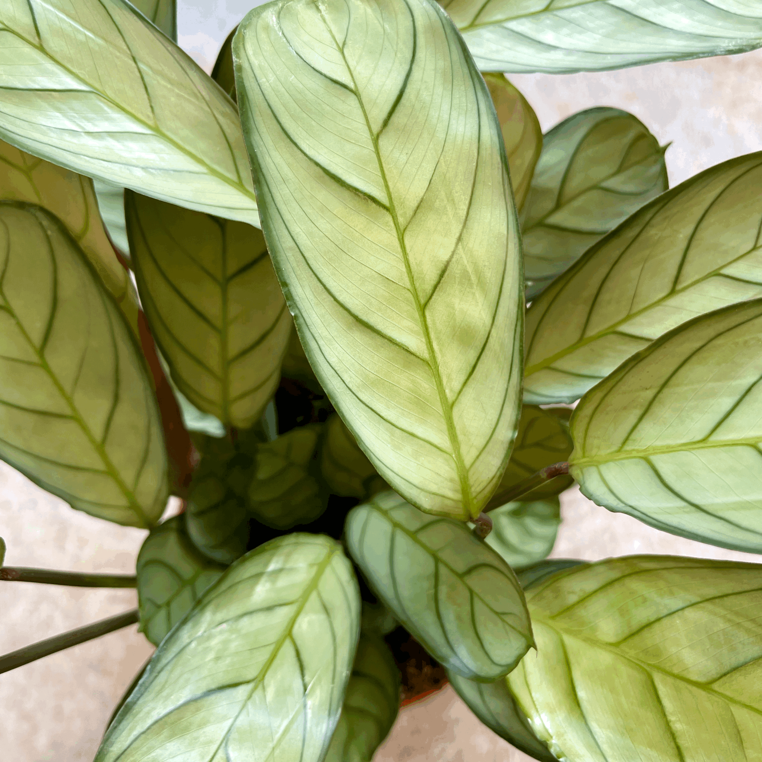 Ctenanthe burle-marxii 'Amagris' (Never Never Plant)