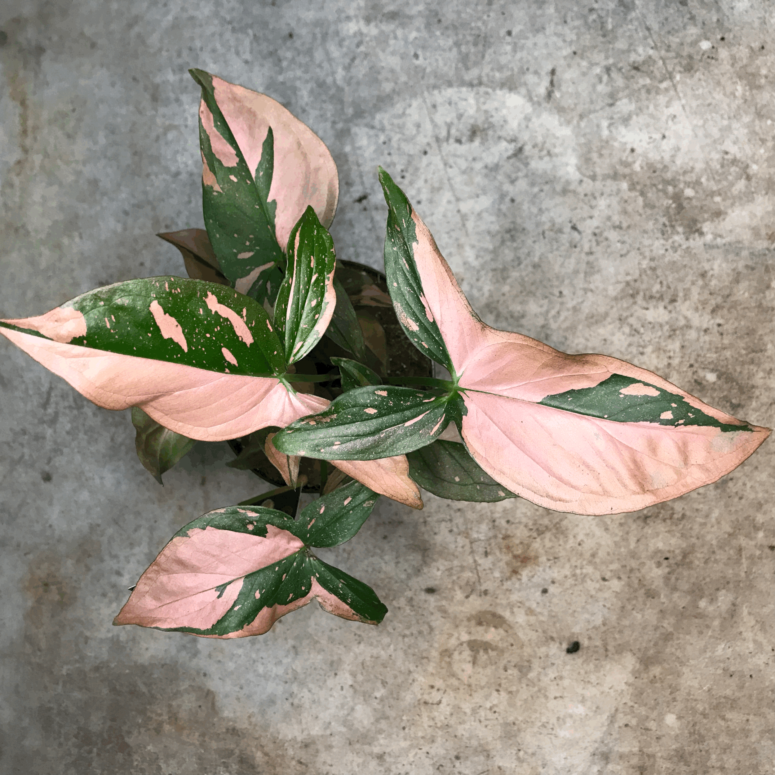 Syngonium podophyllum 'Red Spot/Pink Splash' (Arrowhead Plant)