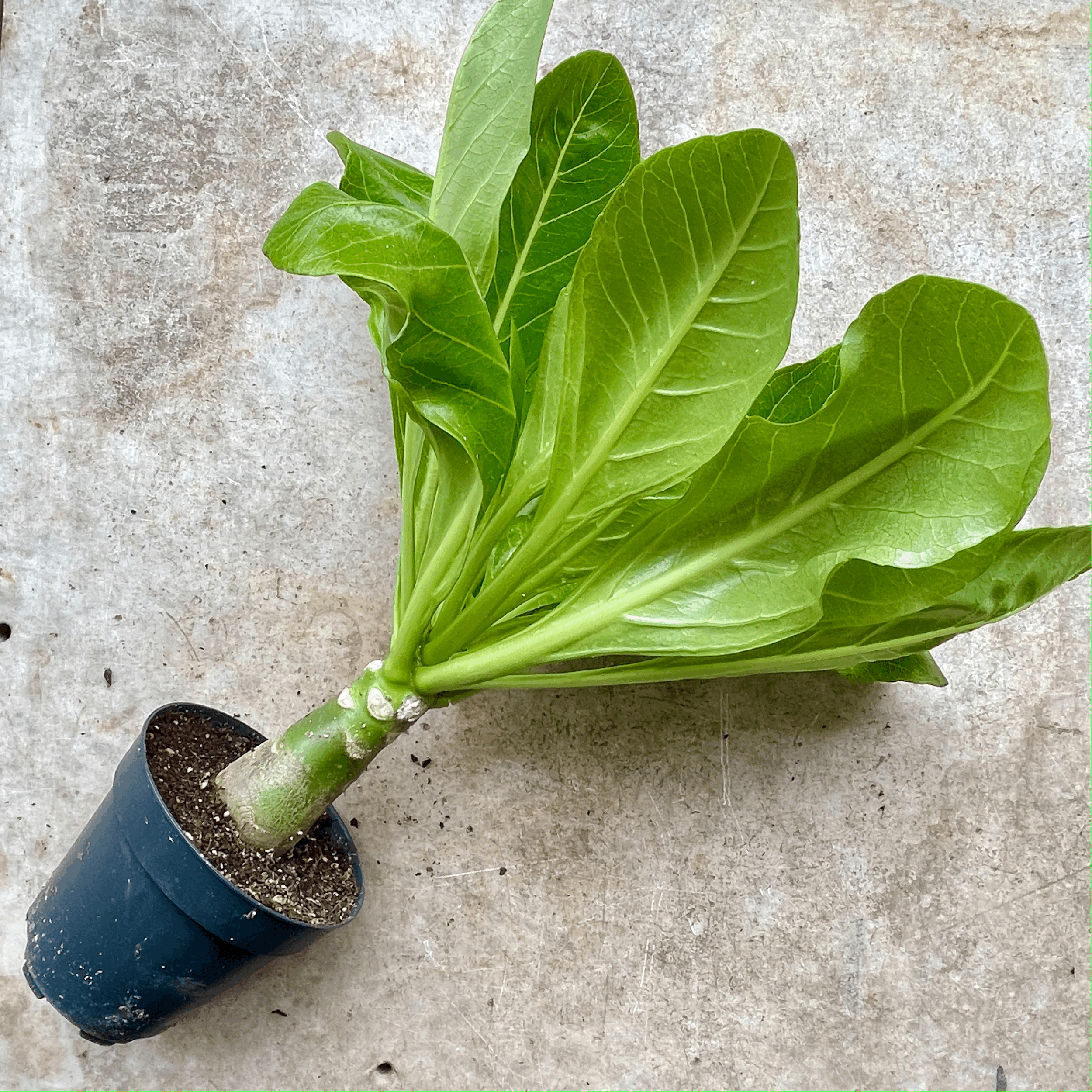 Brighamia insignis (Hawaiian palm)