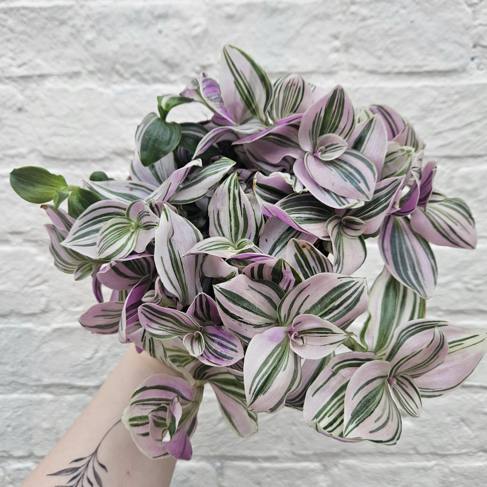 Tradescantia 'sweetness' (Inch plant)