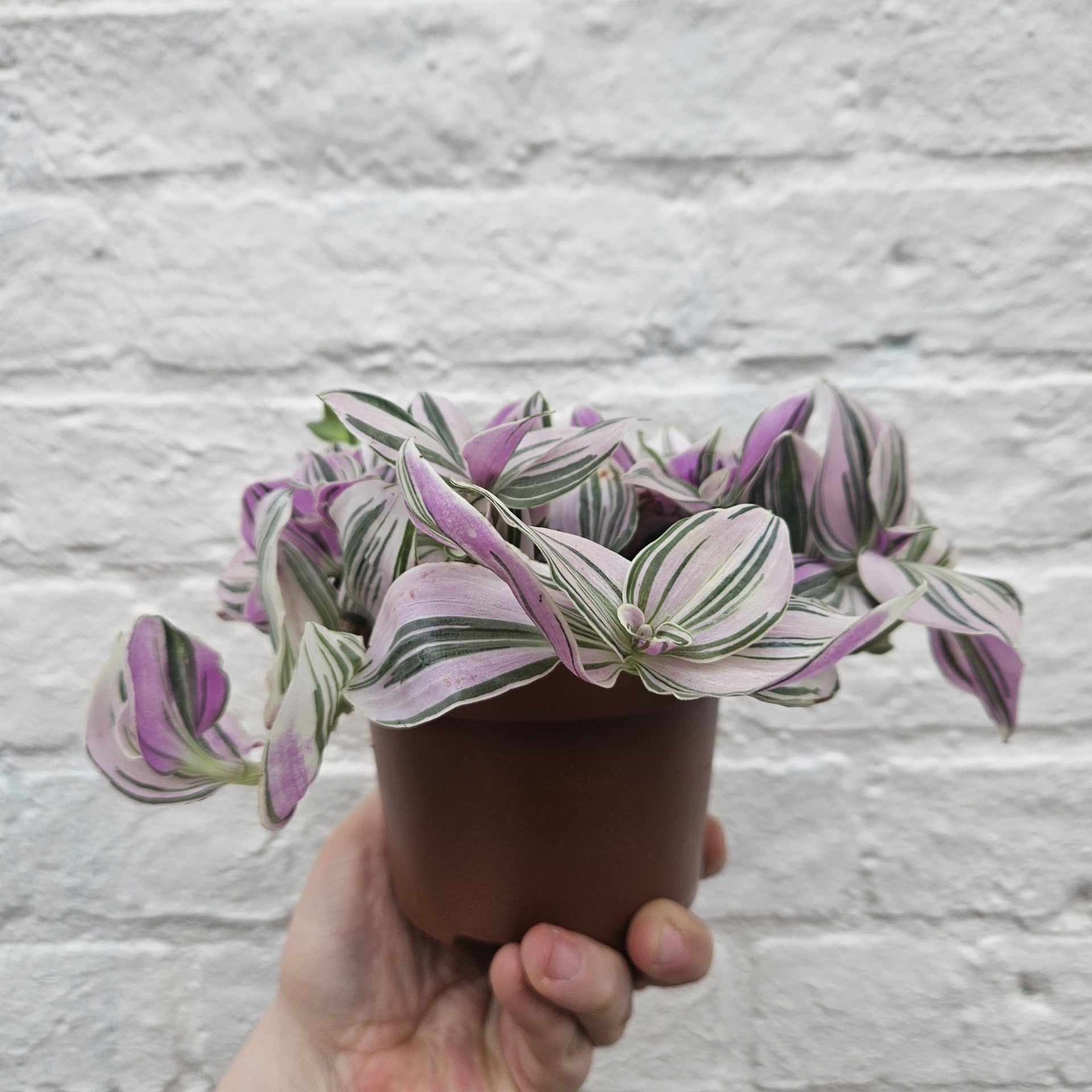 Tradescantia 'sweetness' (Inch plant)