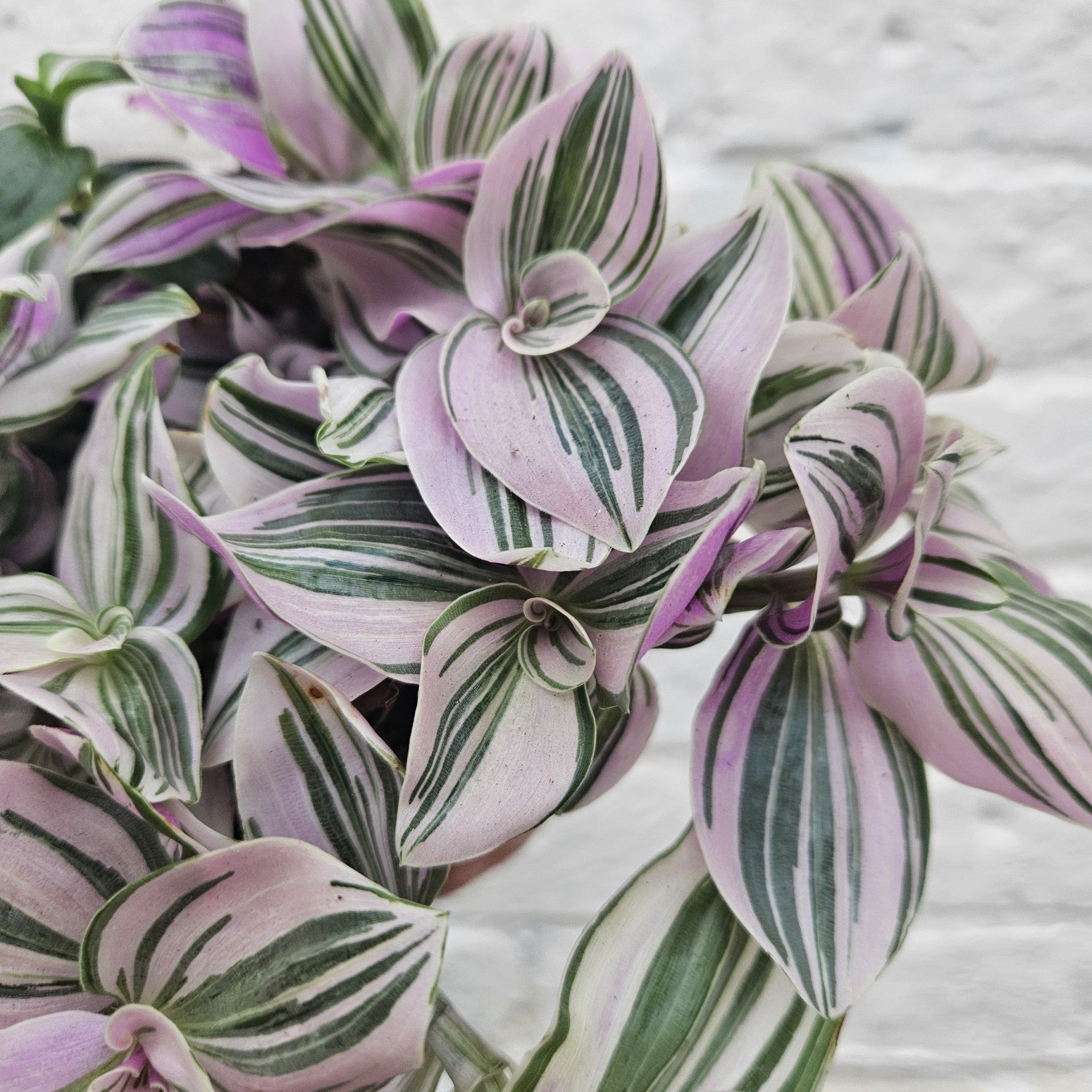 Tradescantia 'sweetness' (Inch plant)