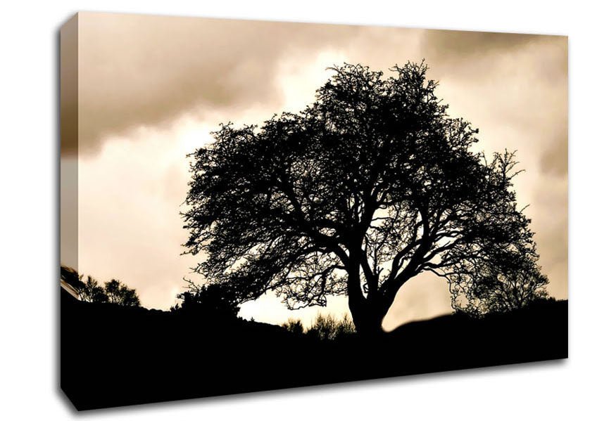 Tree In First Light Canvas Wall Art - Zestio