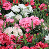 Dianthus 9cm/1.5L (Our Choice)
