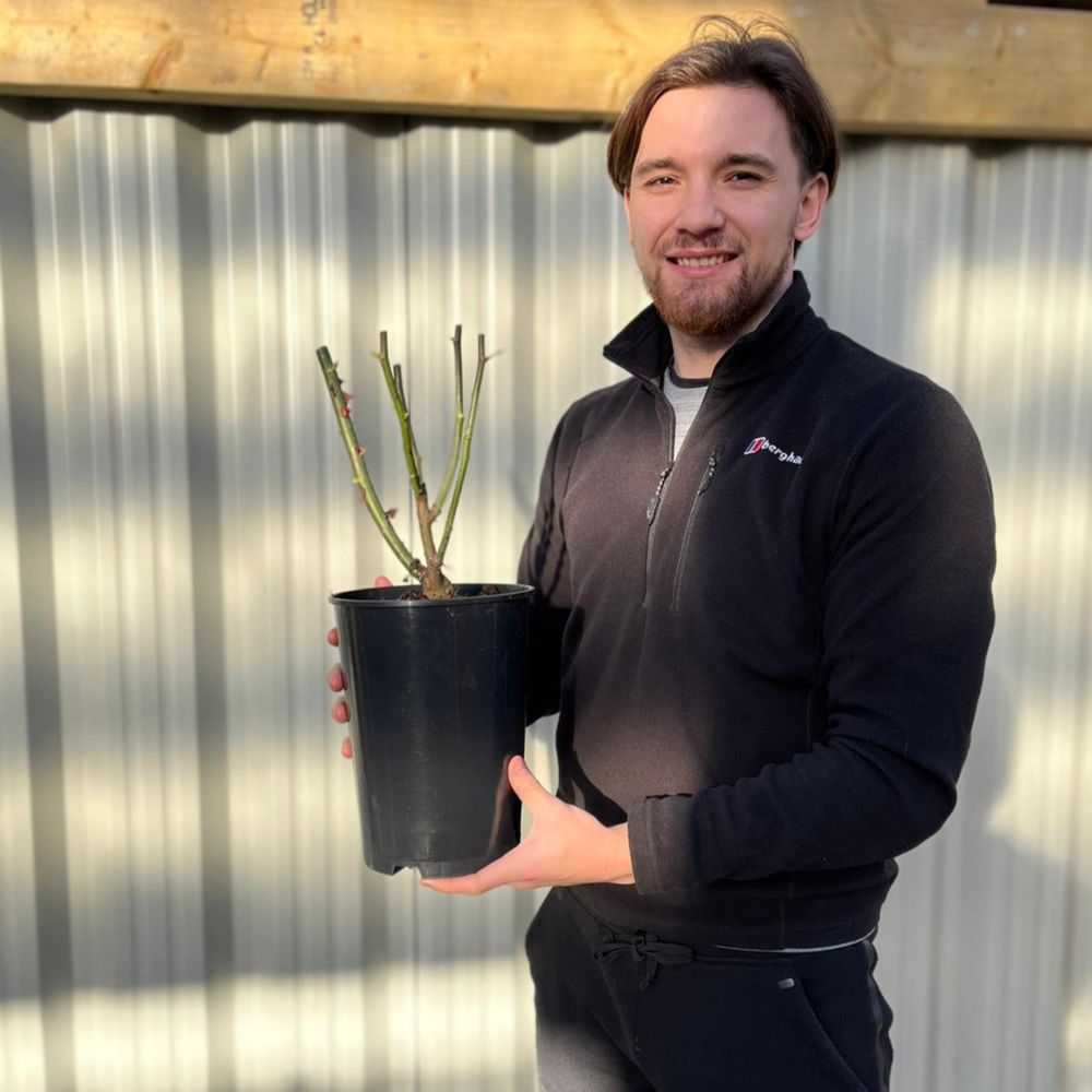 Rose Many Happy Returns | Floribunda | 4L Potted Rose