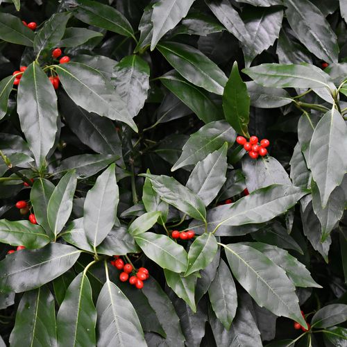 Aucuba japonica 'Rozannie' 9cm / 2L