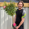 Patio Standard Rose  'Pink' 80-90cm