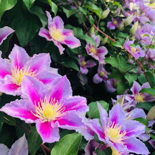 Clematis 'Piilu' 60cm