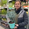 Eucalyptus gunnii Azura (3L Pot)