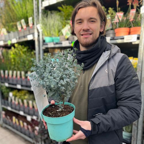 Eucalyptus gunnii Azura (3L Pot)
