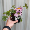 Geranium endressi 'Wargrave Pink’ 9cm
