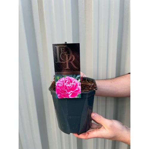 Peony 'Alexander Fleming' 1L