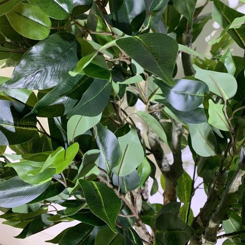 100cm Leaf Realistic Artificial Ficus Tree / Plant Bush Ficus Multicolour Planter