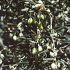 Olive Tree 45L 1.5-1.8m + Teracotta Pot + Soil + Gravel
