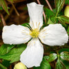 Clematis montana var. Wilsonii 60cm